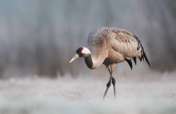 Guindaste comum (Grus grus ) — Fotografia de Stock