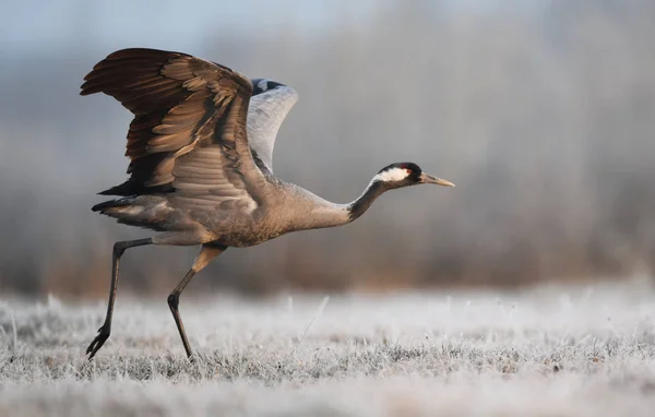 Guindaste comum (Grus grus ) — Fotografia de Stock