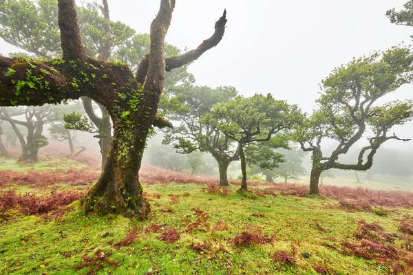 Cedro velho na floresta Fanal - Ilha da Madeira. Portugal. — Fotografia de Stock