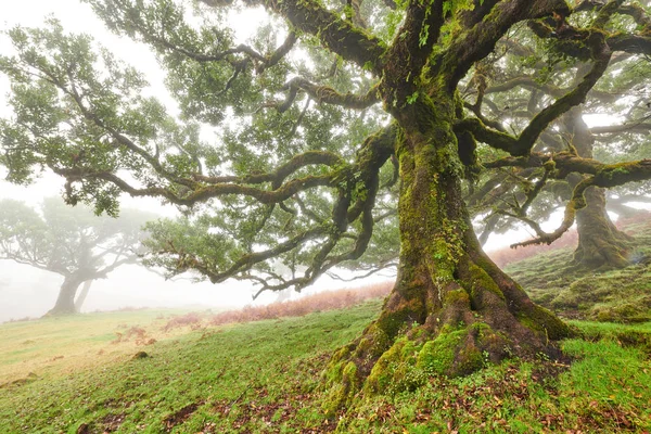 Gammelt cedertræ i Fanal skov Madeira. Portugal. - Stock-foto