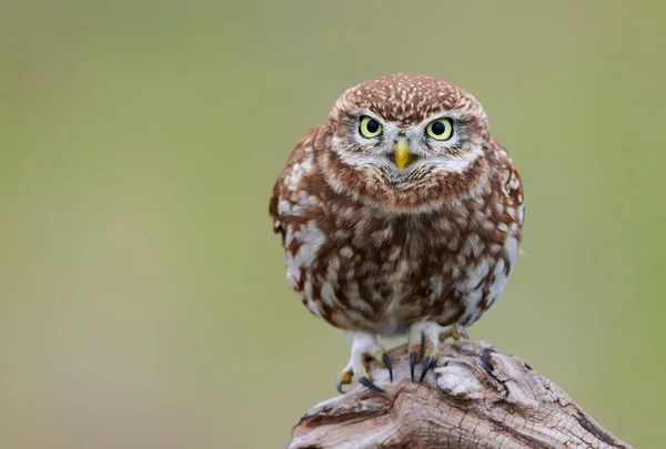 Kleine Eule (Actene noctua)) — Stockfoto