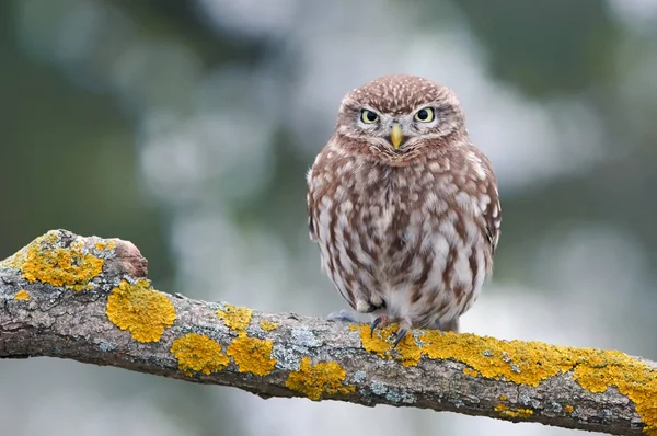 Little owl (Actene noctua) — Stock Photo, Image