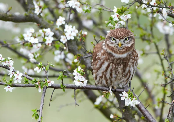 Pequeño búho (Actene noctua ) — Foto de Stock