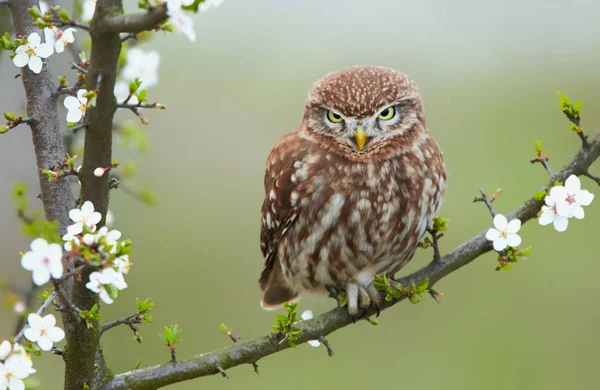 Little owl (Actene noctua) — Stock Photo, Image