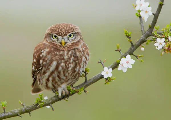 Pequeño búho (Actene noctua ) — Foto de Stock