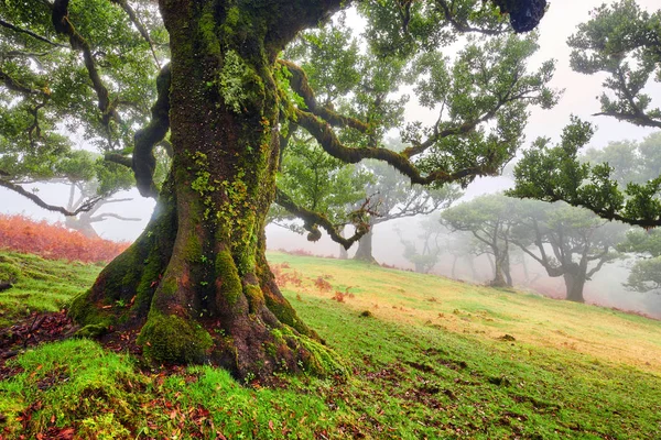 Stare drzewo cedrowe w lesie Fanal - wyspa Madera. Portugalia. — Zdjęcie stockowe