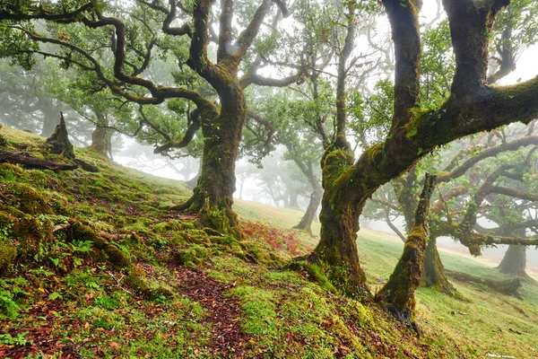 Oude cederboom in het Fanal bos - Madeira eiland. Griekenland. — Stockfoto