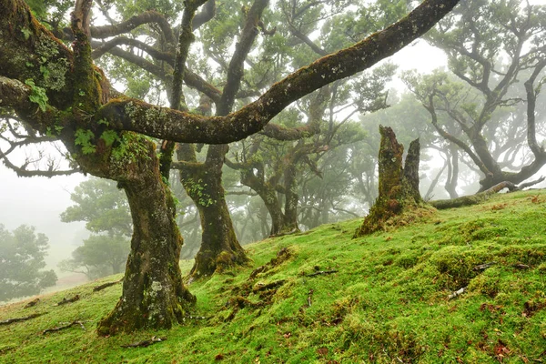 Starý cedr v lese Fanal - ostrov Madeira. Portugalsko. — Stock fotografie