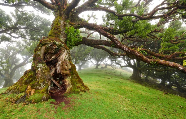 Cedro velho na floresta Fanal - Ilha da Madeira. Portugal. — Fotografia de Stock