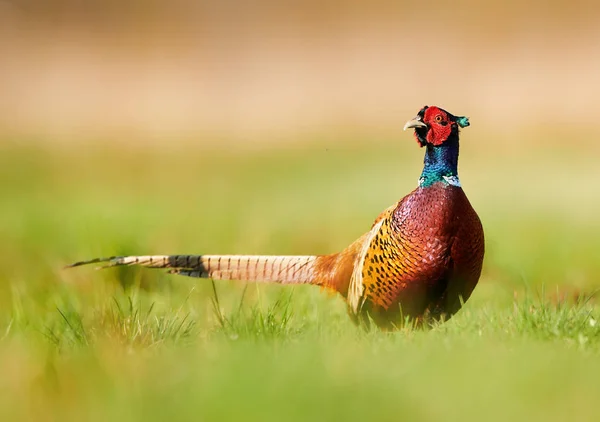 Ringneck Pheasant (Phasianus colchicus)) — стокове фото