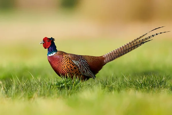 Halka yakalı Sülün (Phasianus colchicus) — Stok fotoğraf