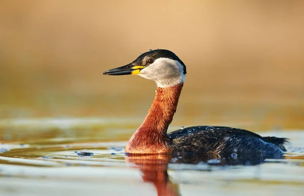 Grebe dal collo rosso (Podiceps grisegena ) — Foto Stock