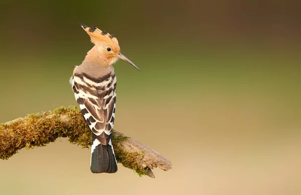 Eurasian Hoopoe or Common hoopoe (Upupa epop)) — Stock fotografie