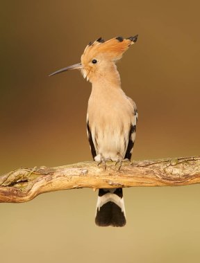 Avrasya Hupoesi veya Yaygın Hupoe (Upupa epops))