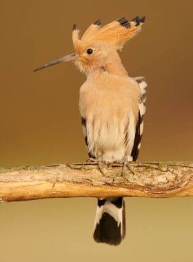 Avrasya Hupoesi veya Yaygın Hupoe (Upupa epops))