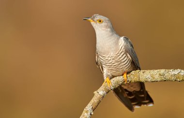 Bayağı guguk (Cuculus canorus)