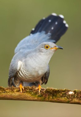 Bayağı guguk (Cuculus canorus)