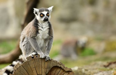 Lemur 'u takip eden halka (Lemur catta)