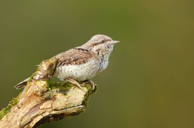 Wryneck (Jynx torquilla) yakın çekim