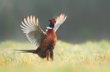 Halka yakalı Sülün (Phasianus colchicus)