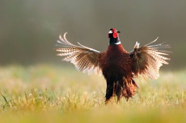 Halka yakalı Sülün (Phasianus colchicus)