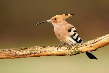 Avrasya Hupoesi veya Yaygın Hupoe (Upupa epops))