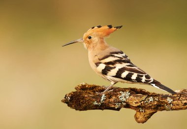 Avrasya Hupoesi veya Yaygın Hupoe (Upupa epops))