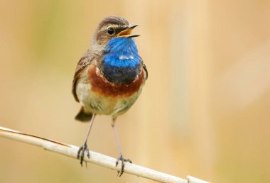Sazlıkta oturan bluethroat kuş (Luscinia svecica)