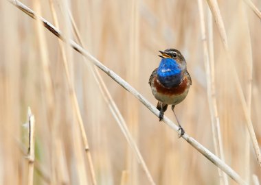 Sazlıkta oturan bluethroat kuş (Luscinia svecica)