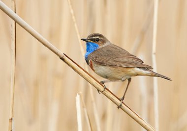 Sazlıkta oturan bluethroat kuş (Luscinia svecica)