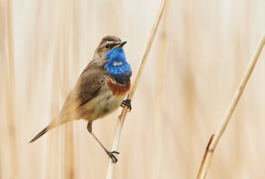 Sazlıkta oturan bluethroat kuş (Luscinia svecica)