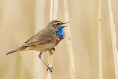 Sazlıkta oturan bluethroat kuş (Luscinia svecica)