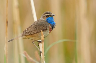 Sazlıkta oturan bluethroat kuş (Luscinia svecica)