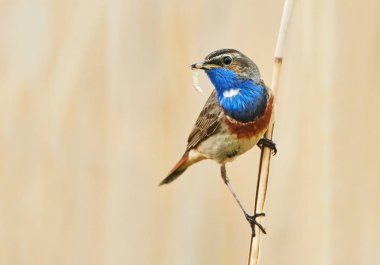 Sazlıkta oturan bluethroat kuş (Luscinia svecica)