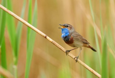 Sazlıkta oturan bluethroat kuş (Luscinia svecica)
