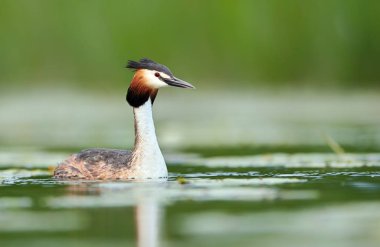 Büyük Armalı Yunus (Podiceps kriteri)