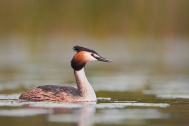 Büyük Armalı Yunus (Podiceps kriteri)