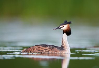 Büyük Armalı Yunus (Podiceps kriteri)