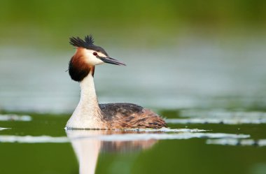 Büyük Armalı Yunus (Podiceps kriteri)