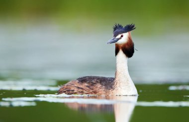 Büyük Armalı Yunus (Podiceps kriteri)