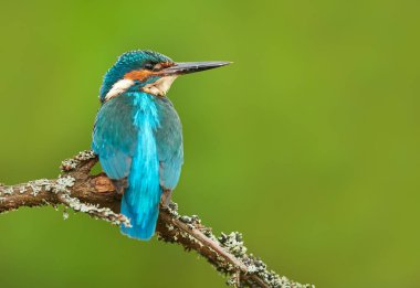Kingfisher (Alcedo burada) kapat