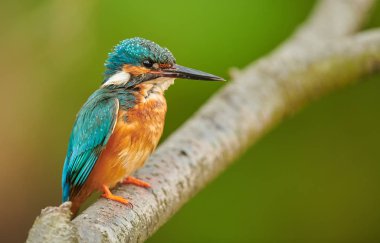 Kingfisher (Alcedo burada) kapat