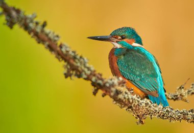 Kingfisher (Alcedo burada) kapat