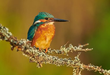 Kingfisher (Alcedo burada) kapat