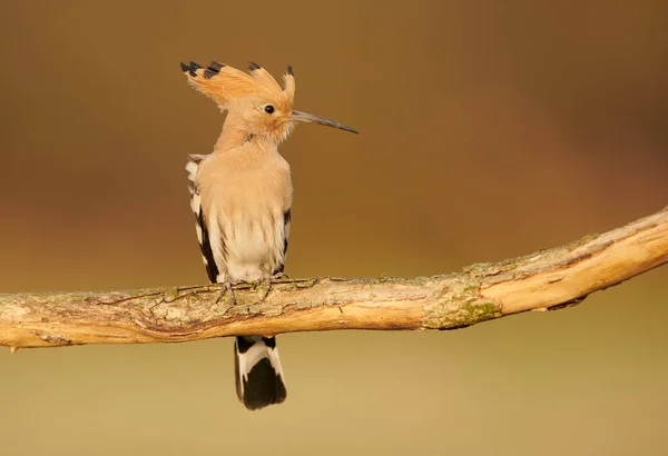 Euraziatische hop of gewone hop (Upupa epops)) — Stockfoto