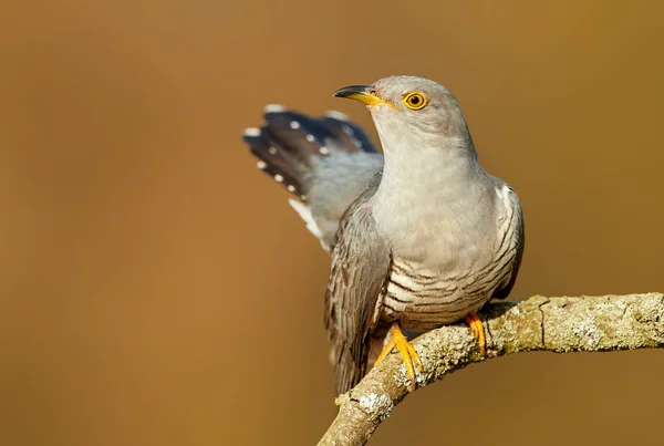 Kukułka zwyczajna (Cuculus canorus) — Zdjęcie stockowe