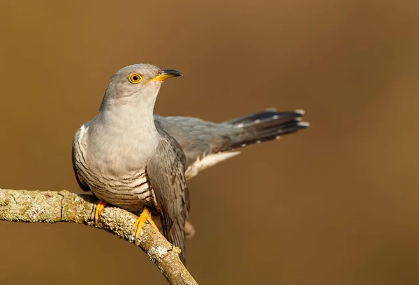 Kukułka zwyczajna (Cuculus canorus) — Zdjęcie stockowe