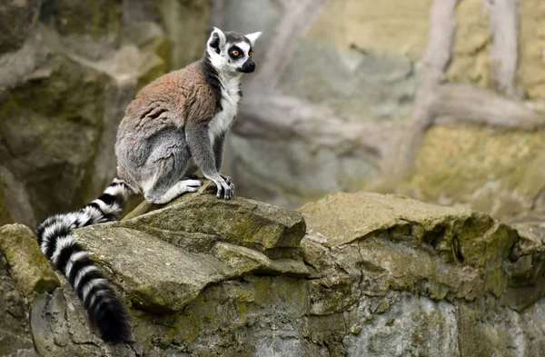 Cytryna (Lemur catta)) — Zdjęcie stockowe
