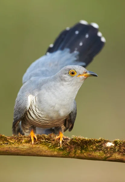 Bayağı guguk (Cuculus canorus) — Stok fotoğraf