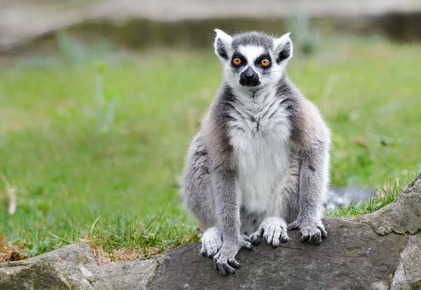 Lémurien à queue cerclée (Lemur catta)) — Photo